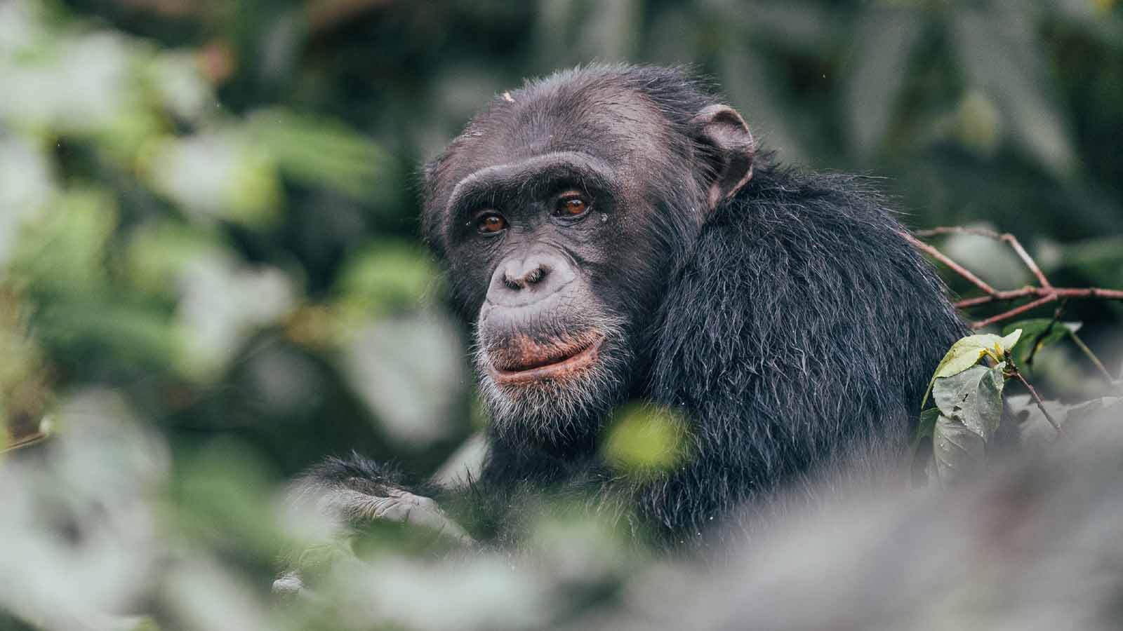 Best Areas to see Chimpanzees in Africa