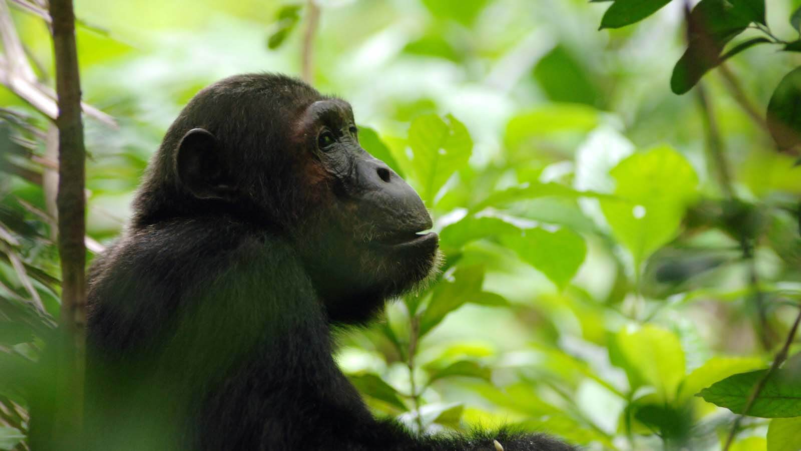 Best Areas to see Chimpanzees in Africa