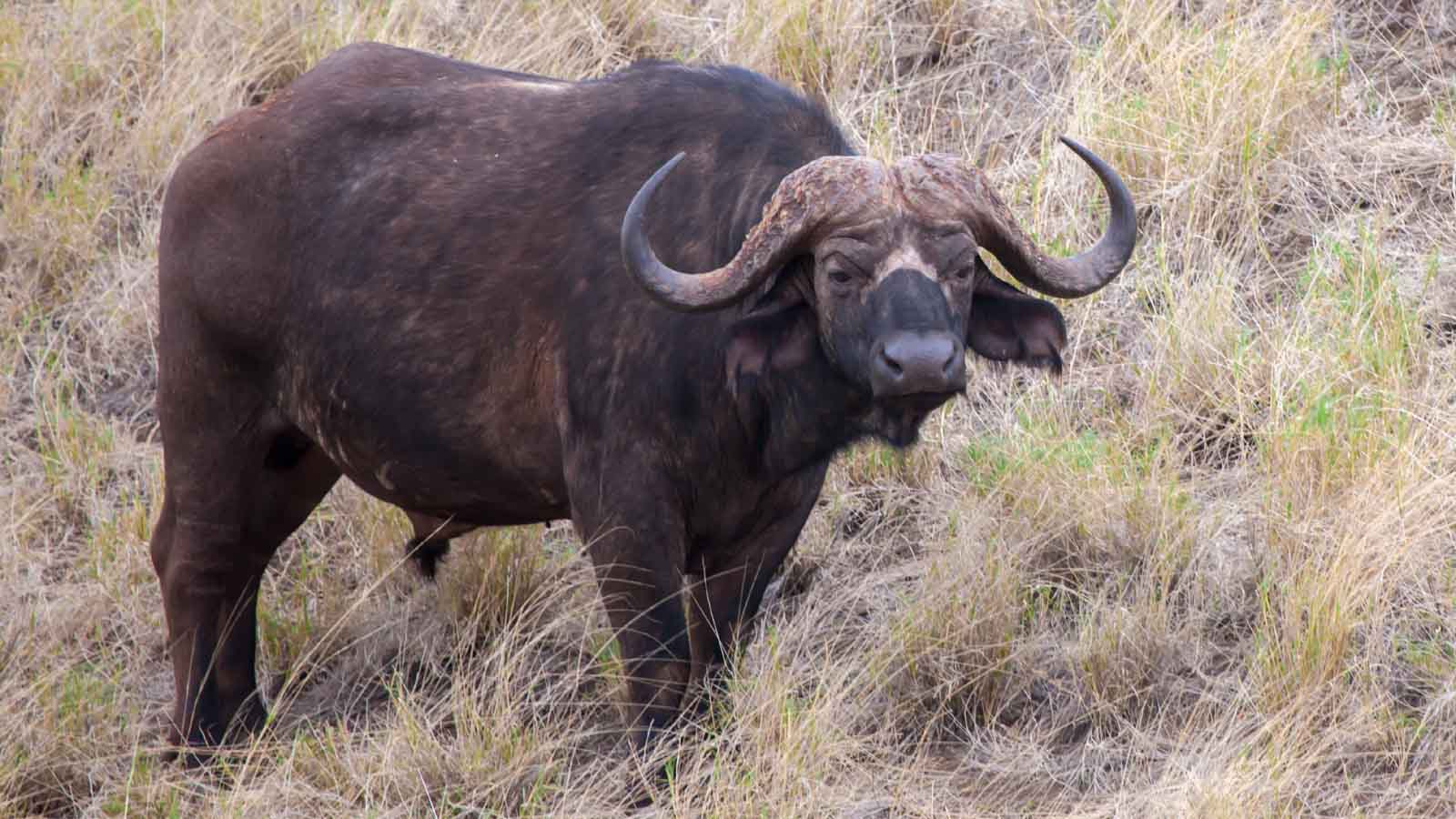 Kwando Safaris | Okavango Delta, Botswana | Africa Odyssey