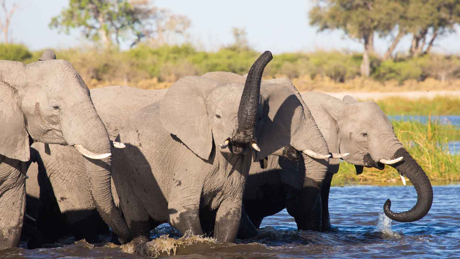 Kwando Safaris | Okavango Delta, Botswana | Africa Odyssey