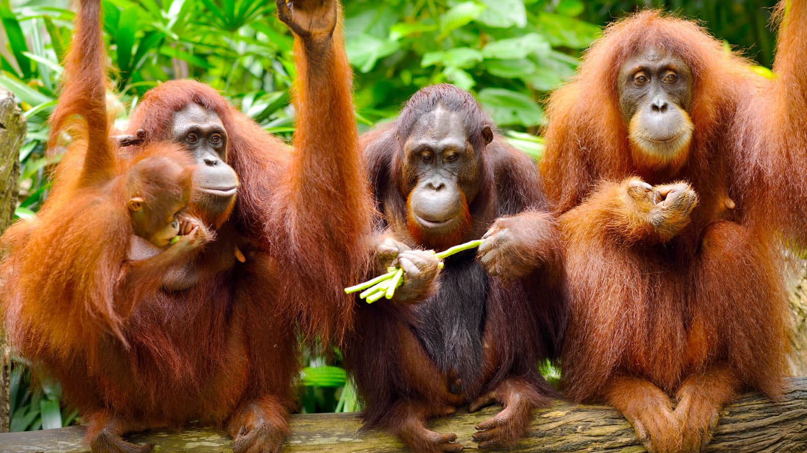 Best Places To Stay In Orangutans With Asia Odyssey